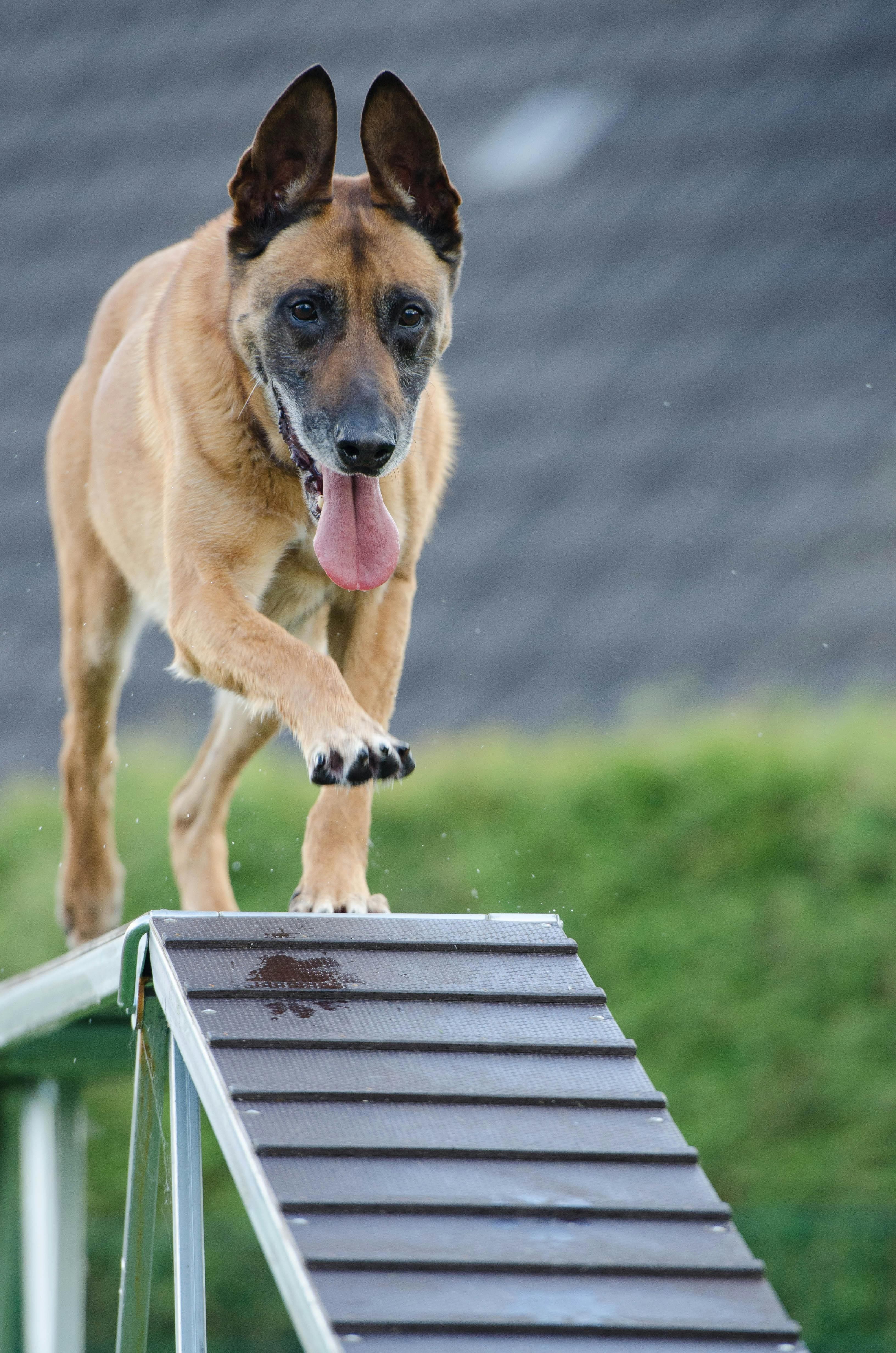 Established Pet Services Business Recurring Revenue Strong Brand & Growth Potential